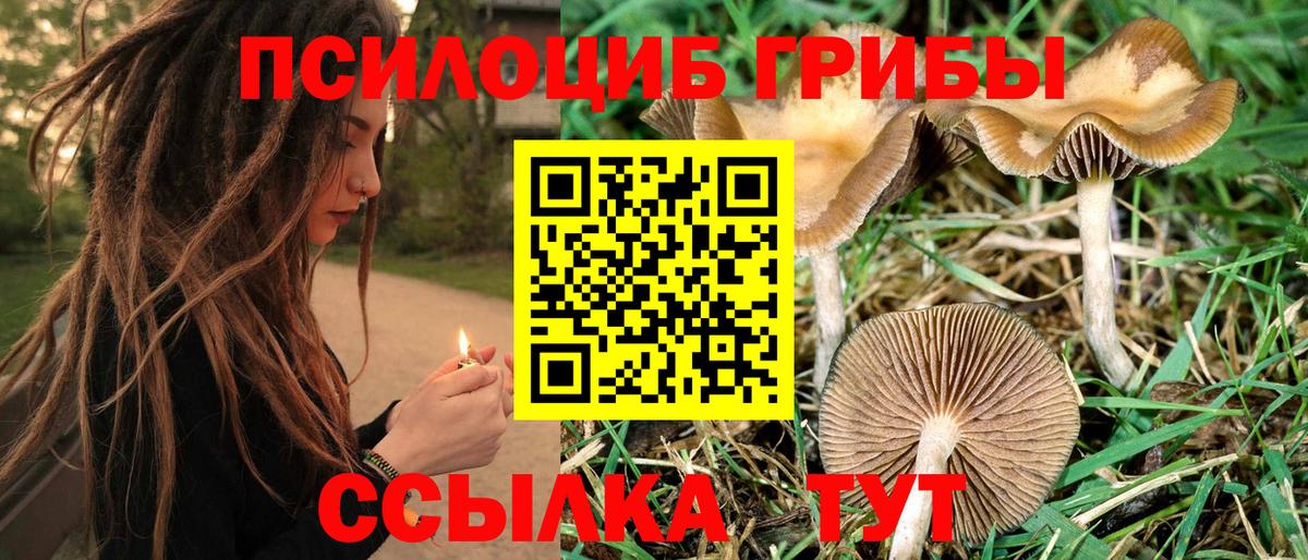 сколько стоит  Вход с VPN  Клин  Псилоцибиновые грибы мухоморы  Галлюциногенные грибы мухоморы 